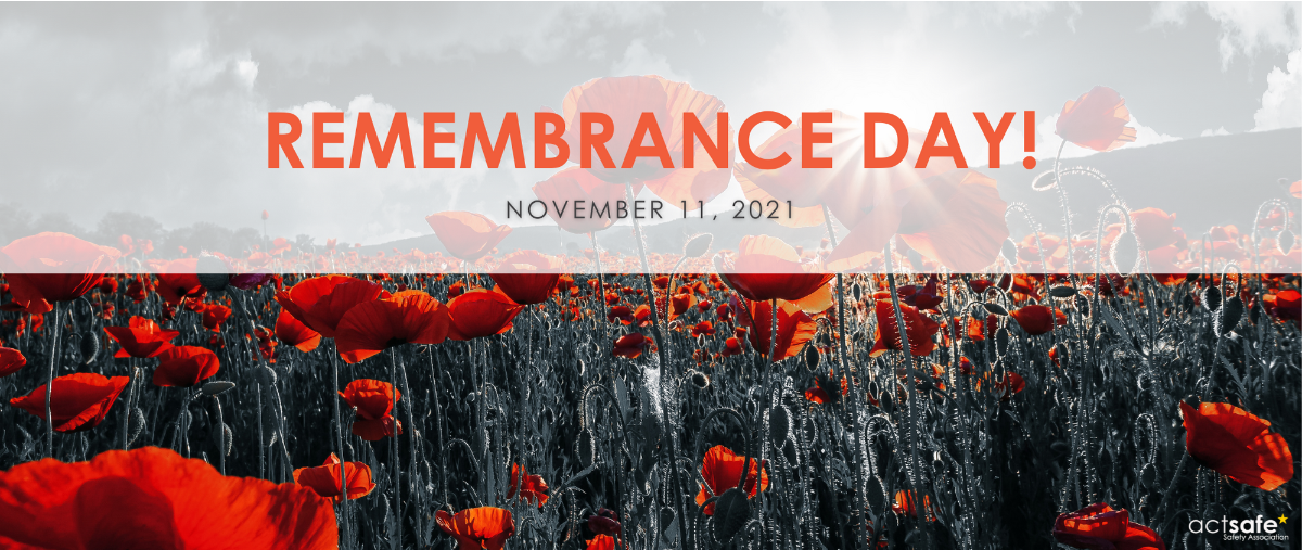 remembrance day poppy field