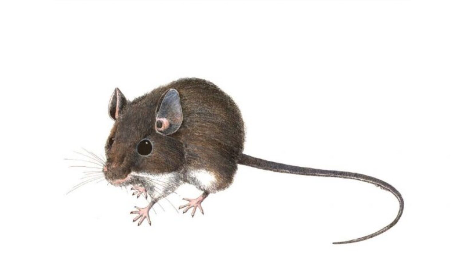 A Hantavirus Exposure Control Program for Employers and Workers